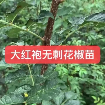 无刺花椒苗