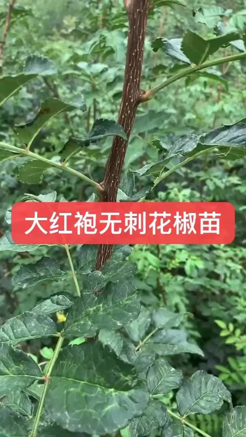 无刺花椒苗