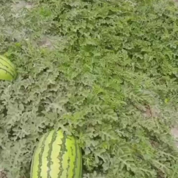 宁夏中卫石头硒砂瓜