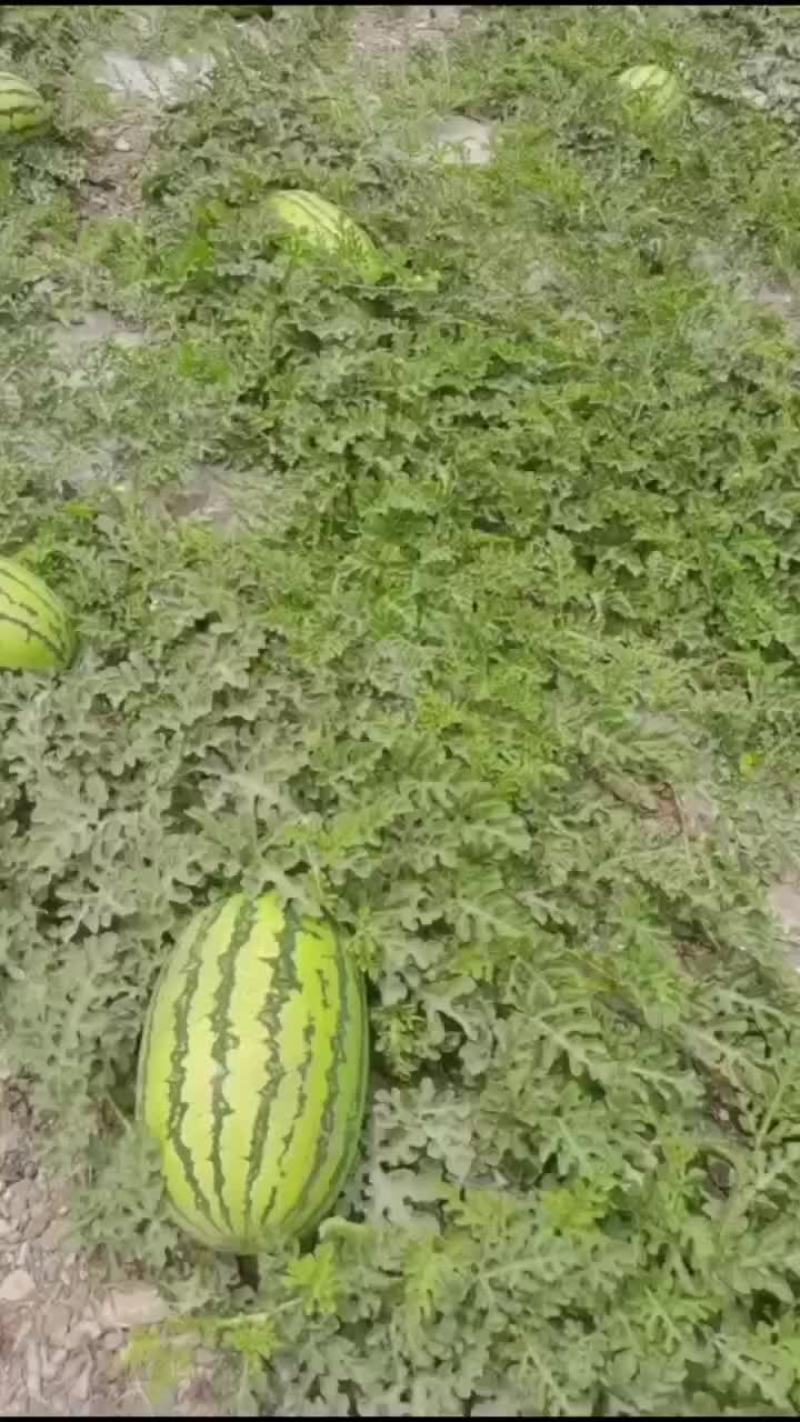 宁夏中卫石头硒砂瓜
