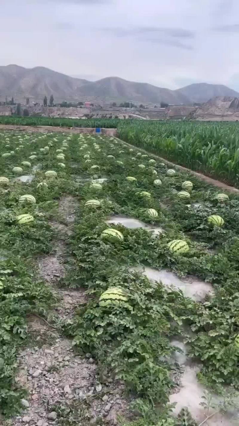 硒砂瓜装车