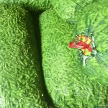 毛豆
