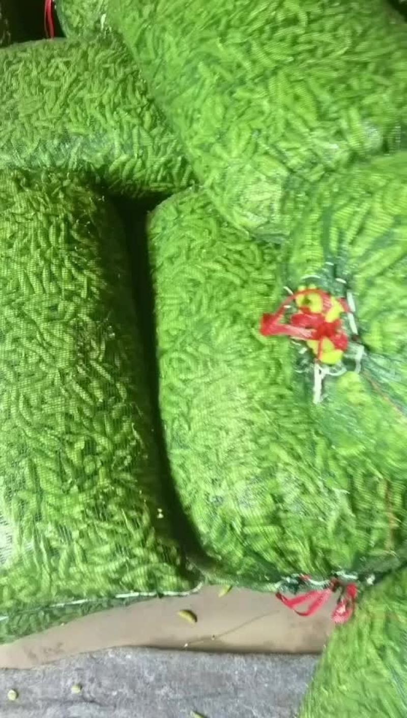毛豆