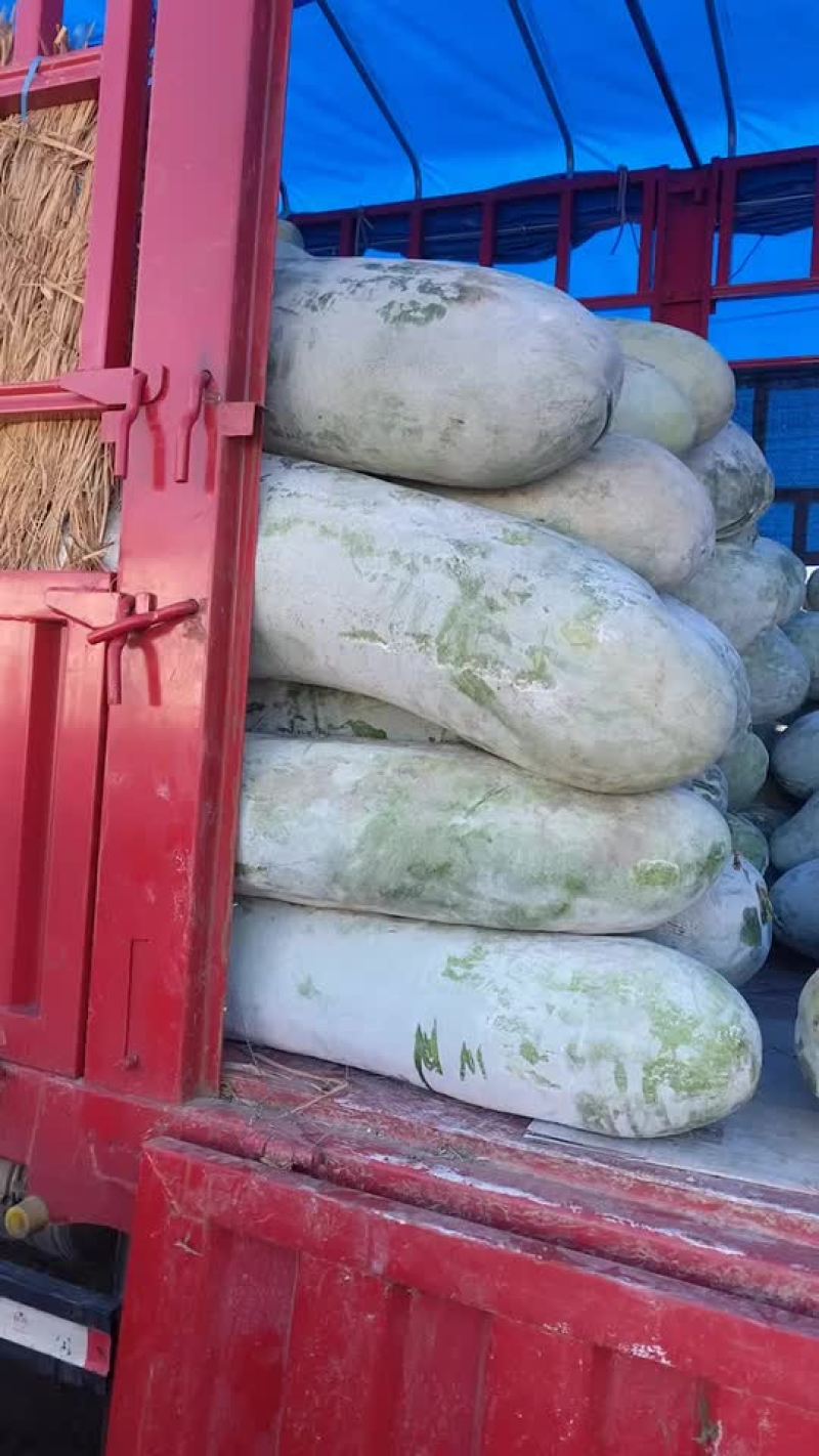 优质冬瓜，保质保量，一手货源