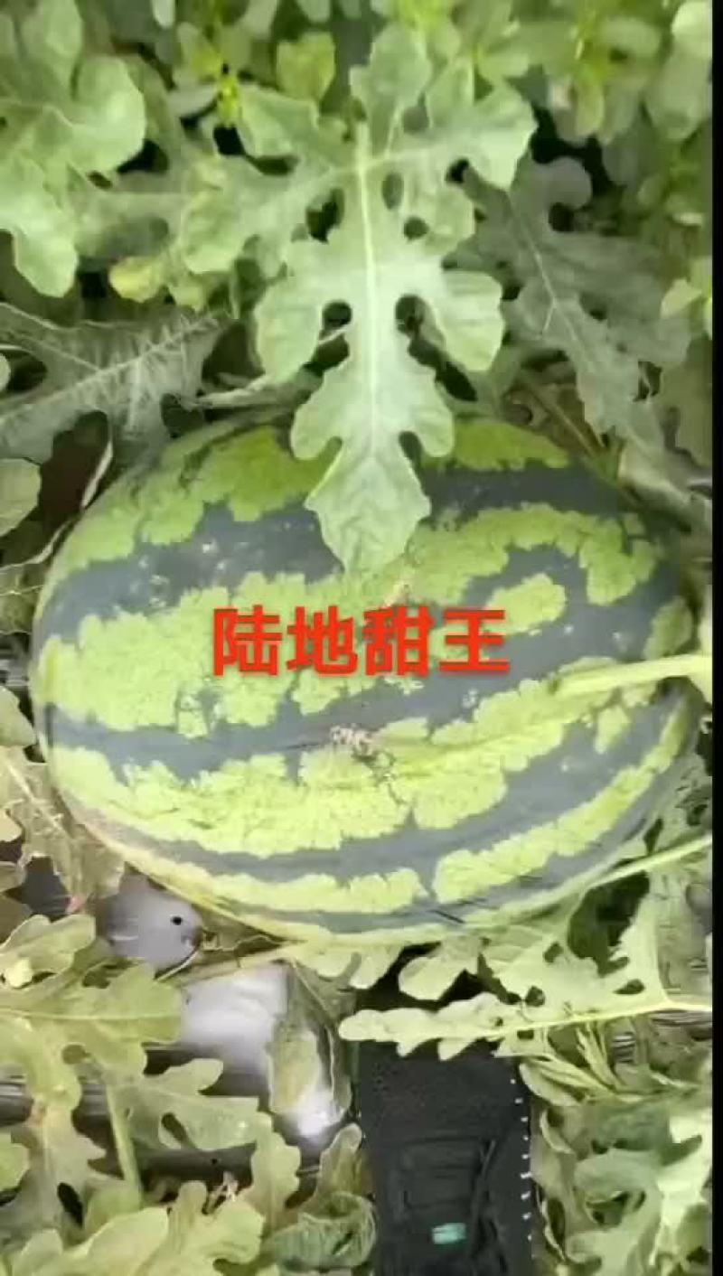 甜王系列西瓜以大量上市