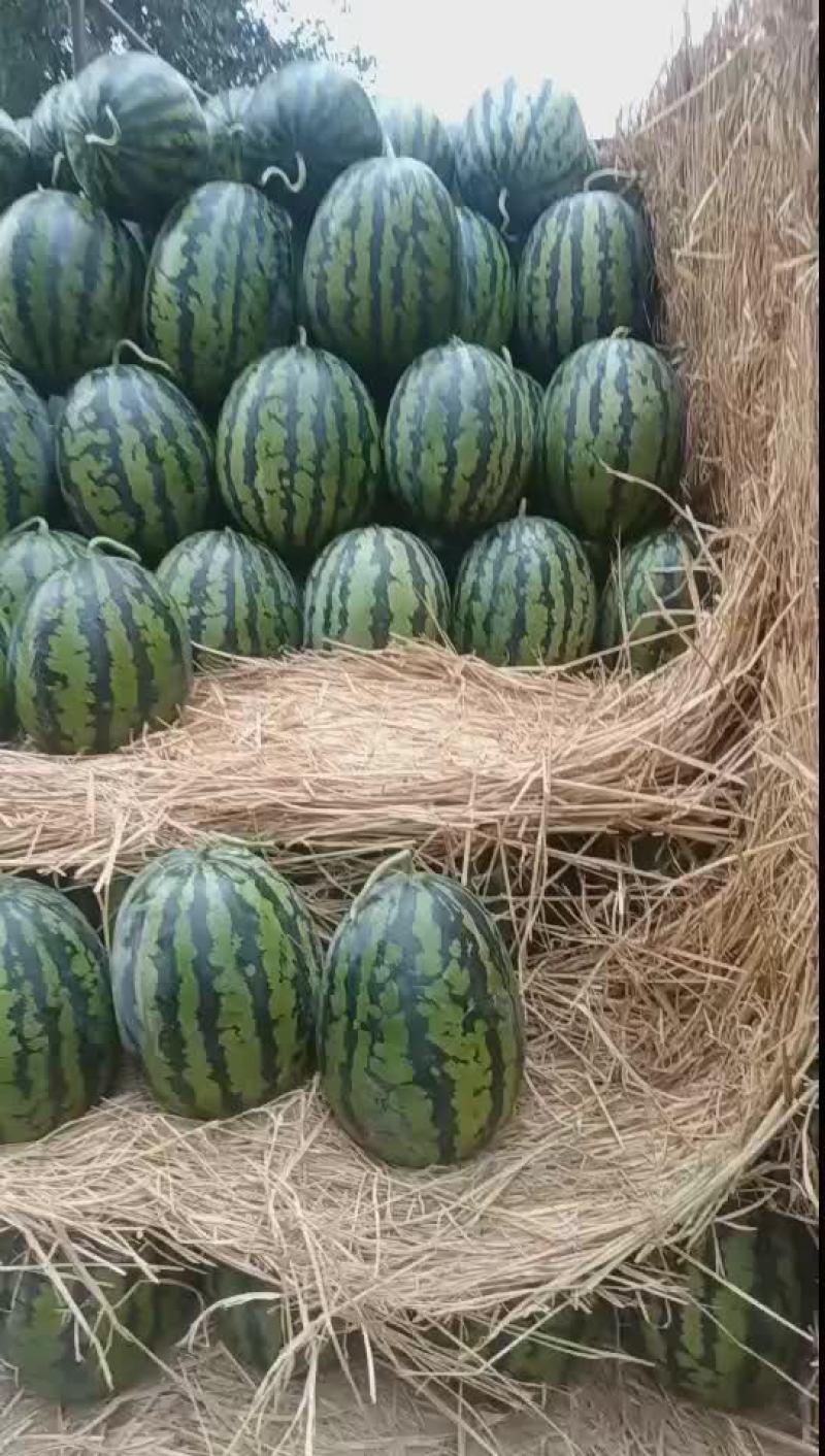 甜王系列西瓜以大量上市