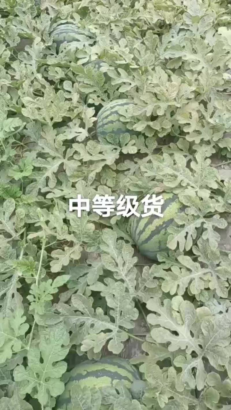 甜王系列西瓜以大量上市