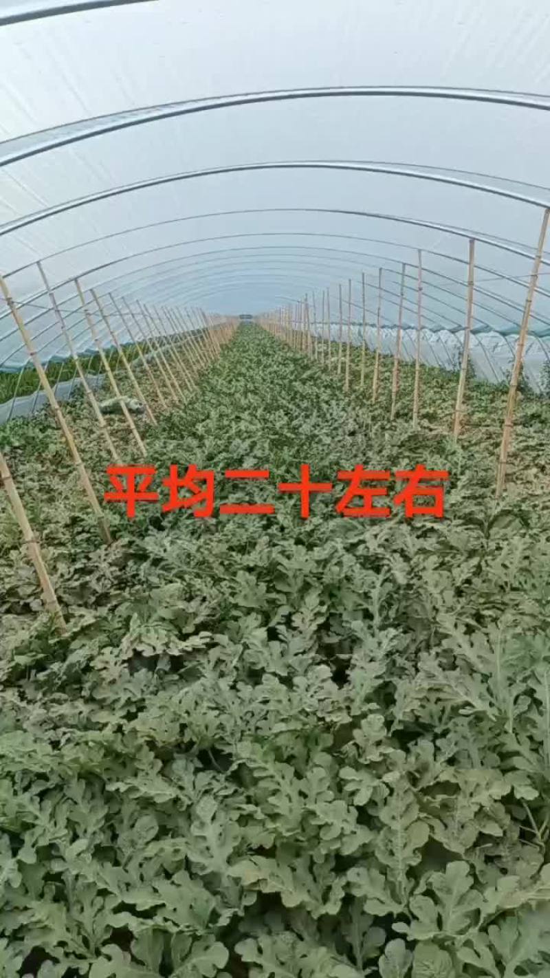甜王系列西瓜以大量上市