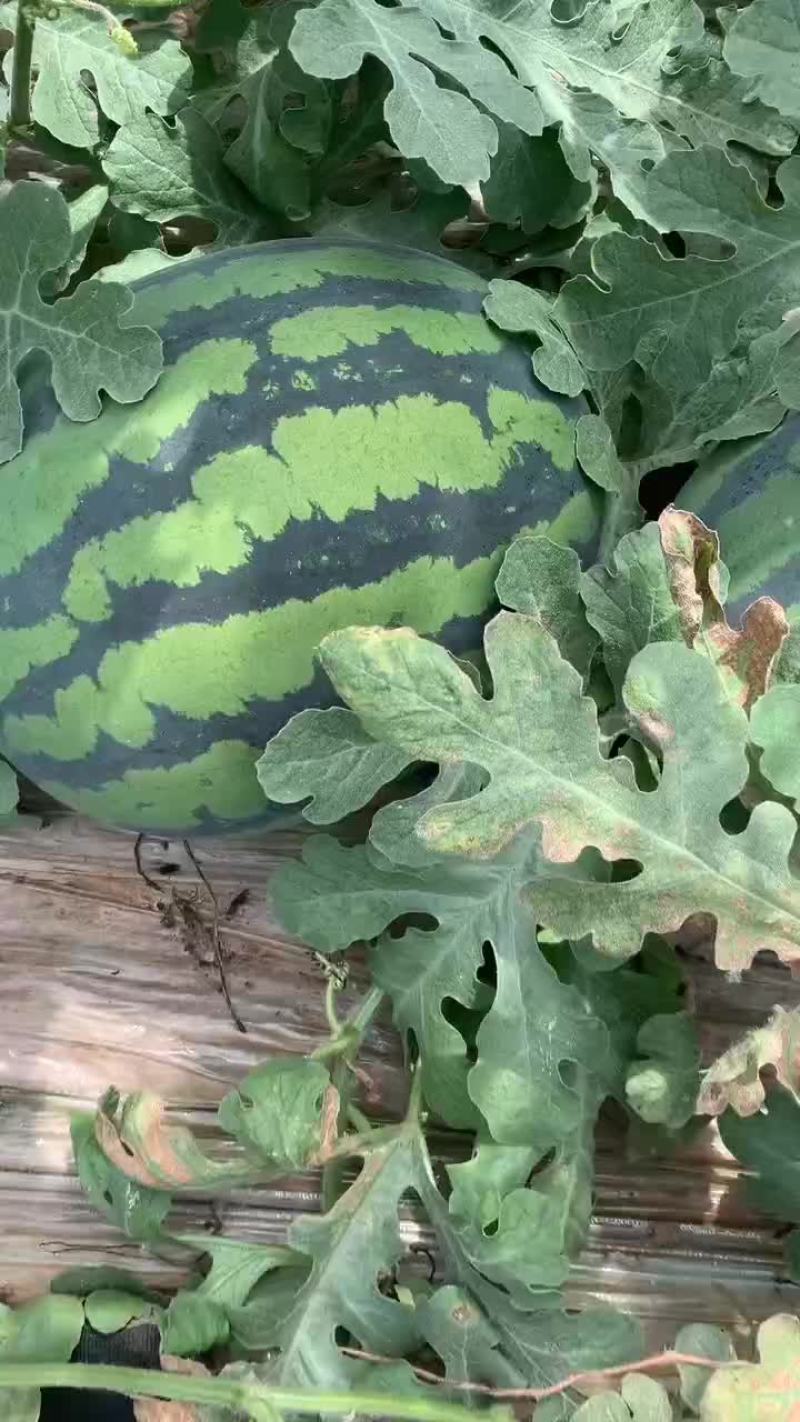 甜王系列西瓜以大量上市