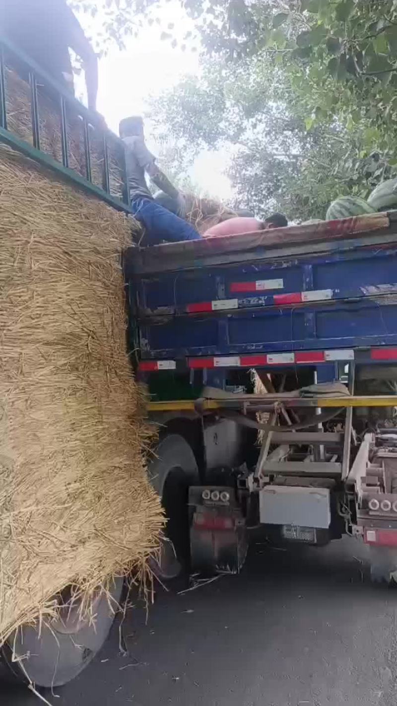 甜王系列西瓜以大量上市