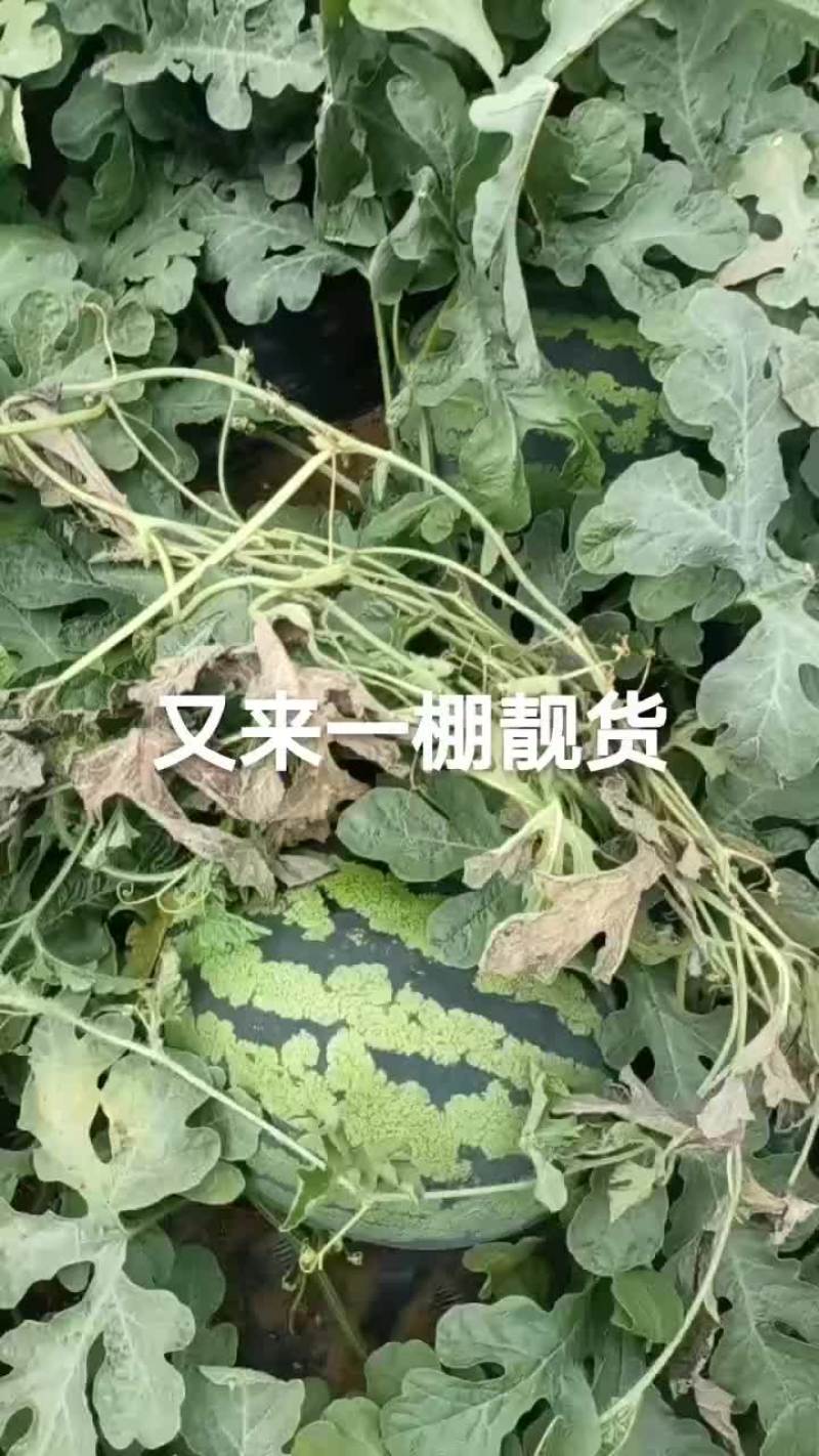 甜王系列西瓜以大量上市
