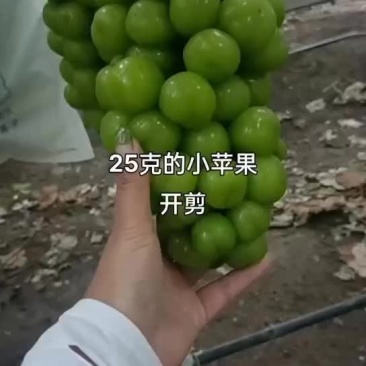 葡萄阳光玫瑰精品