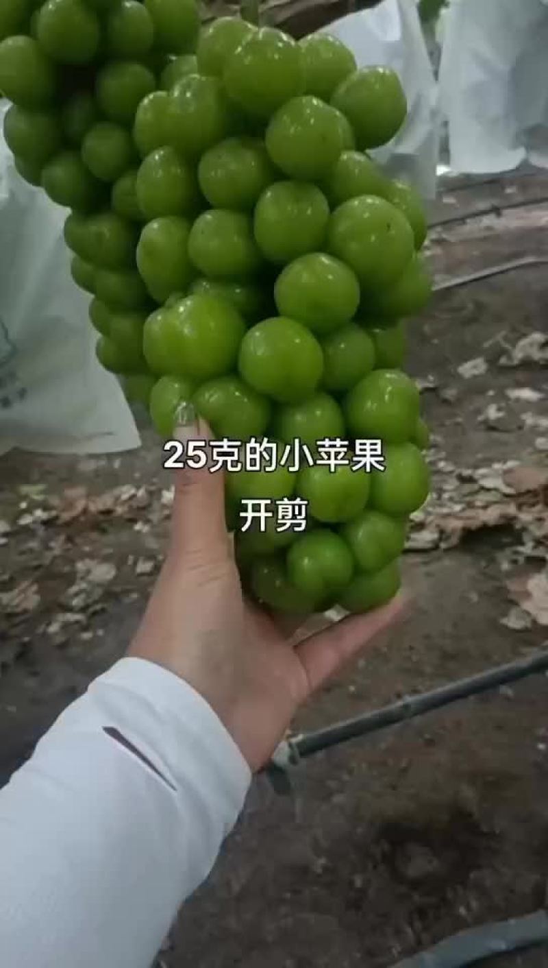 葡萄阳光玫瑰精品