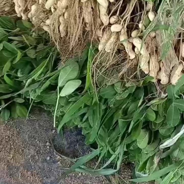 河南开封纯沙地鲜花生