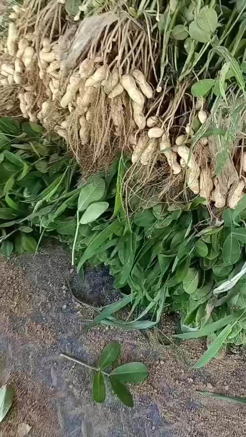 河南开封纯沙地鲜花生