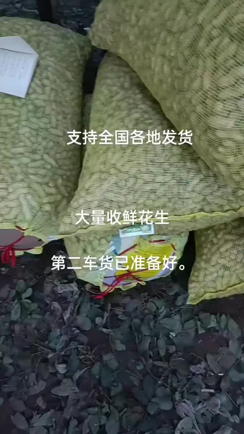 河南开封纯沙地鲜花生