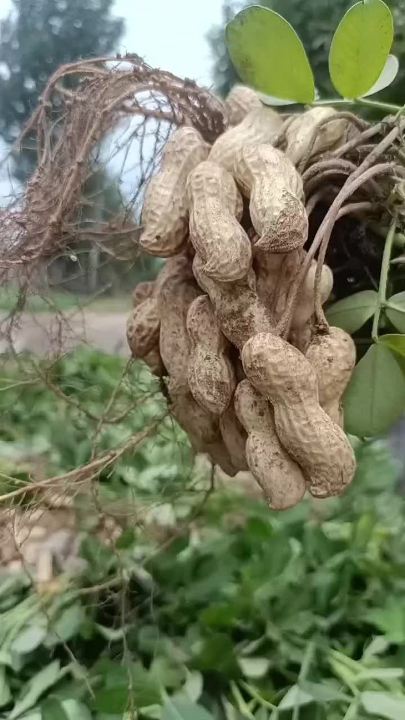 河南开封纯沙地鲜花生