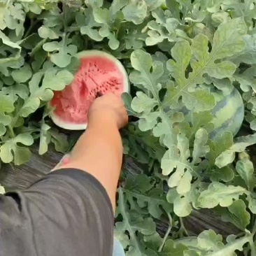 无籽麒麟