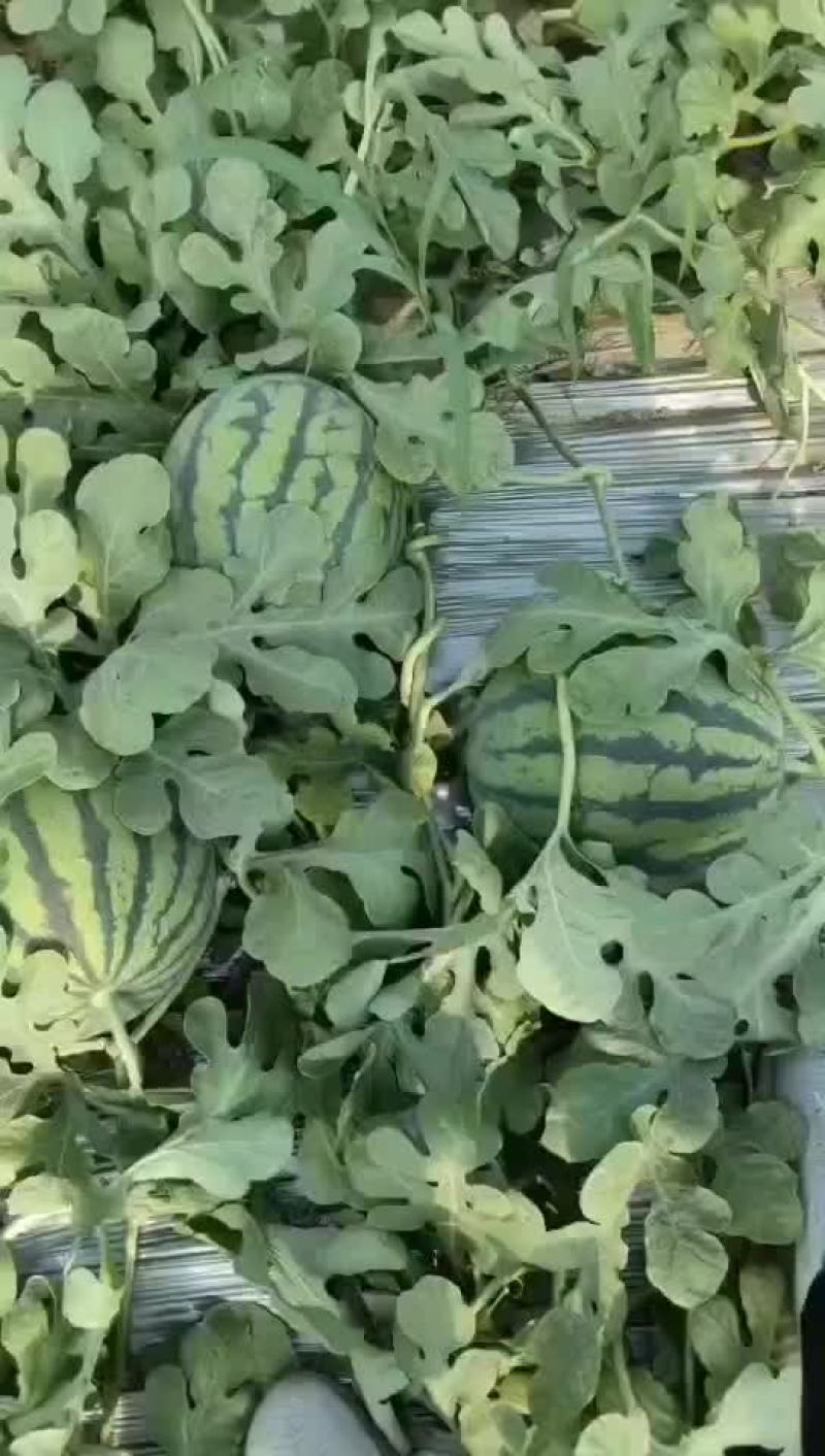 无籽麒麟