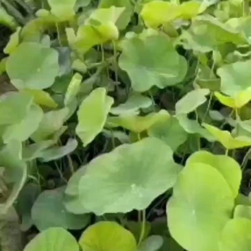 盆栽精品荷花苗