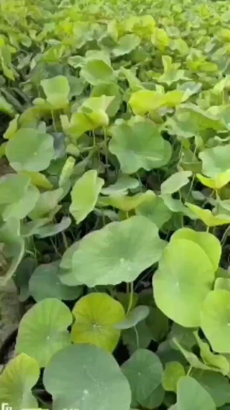 盆栽精品荷花苗