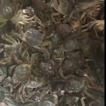 优质六月黄