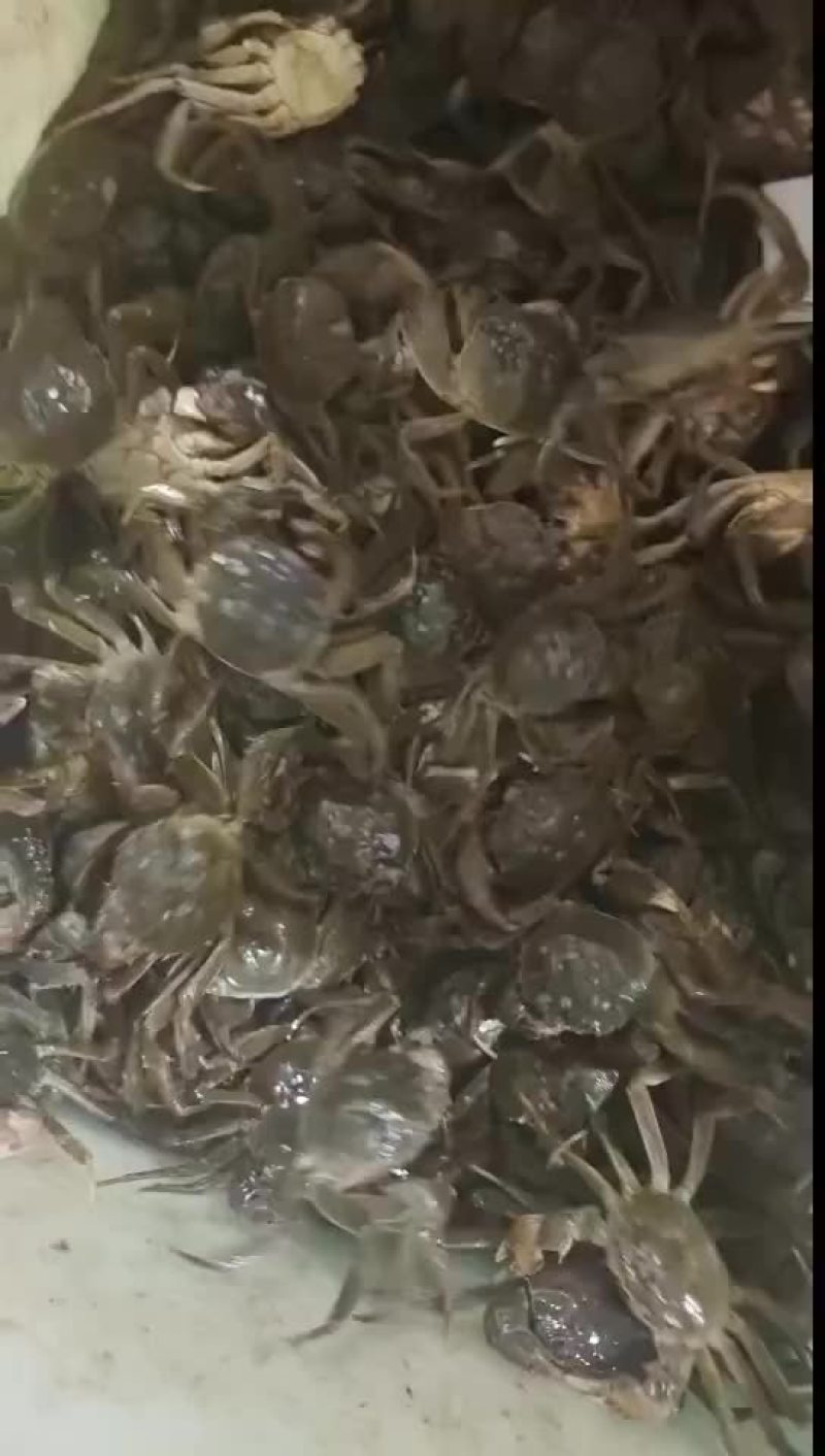 优质六月黄