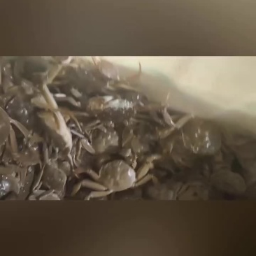 精品六月黄螃蟹