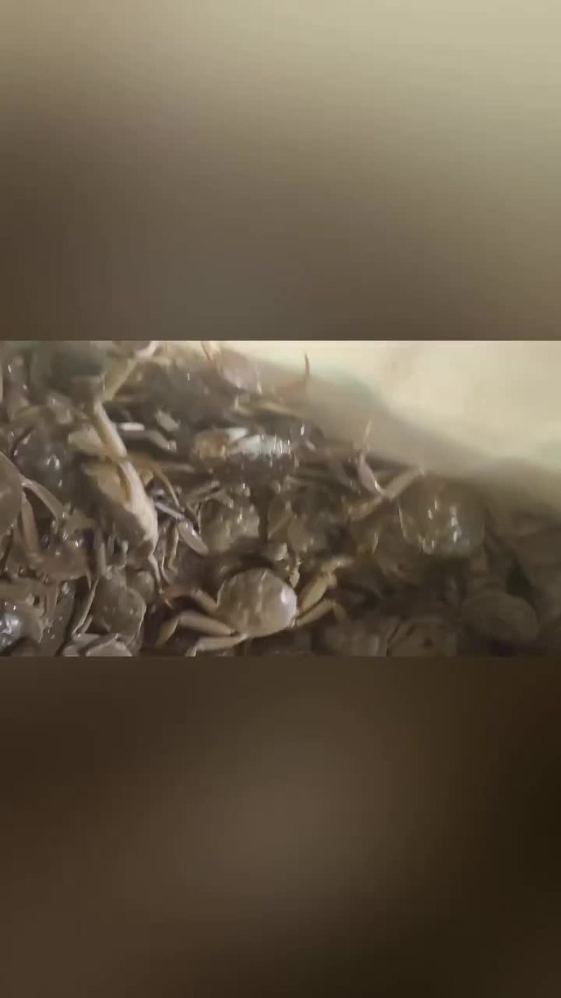 精品六月黄螃蟹