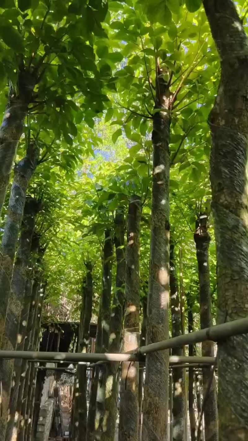 光杆秋枫5～12公分基地直发大小规格齐全品质保证