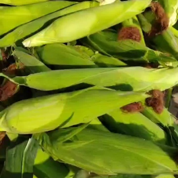 黏玉米