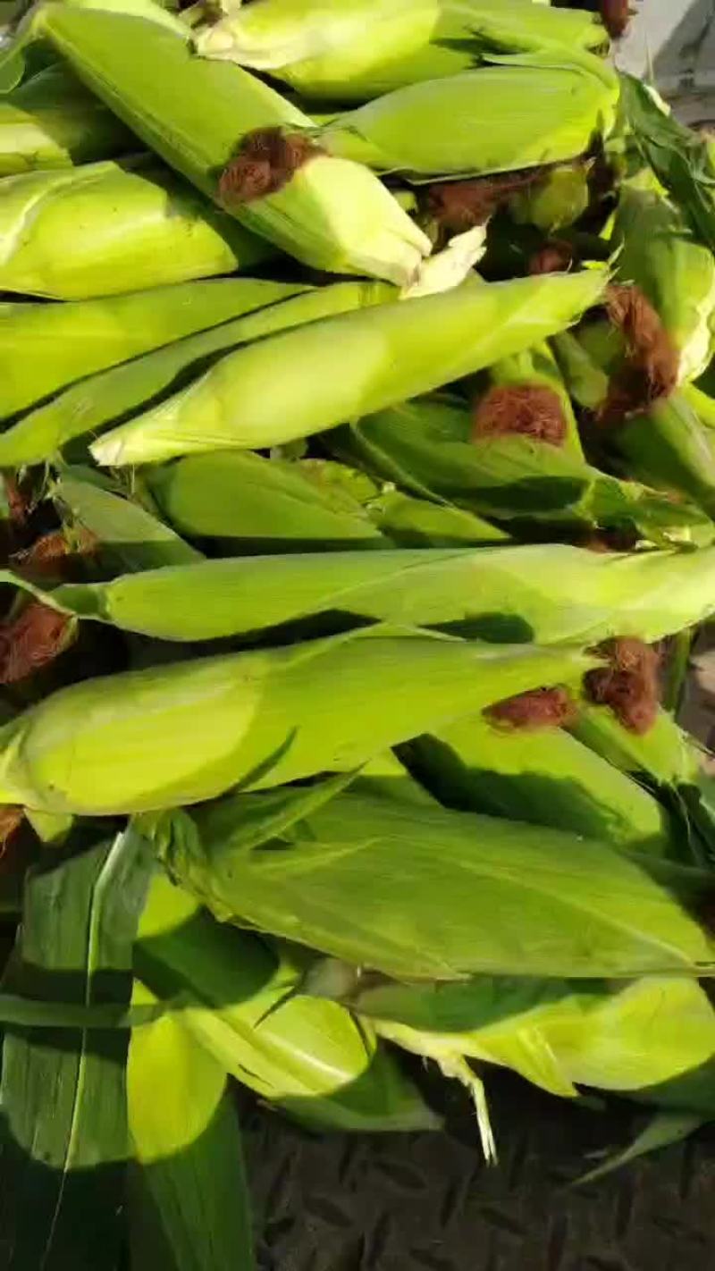 黏玉米