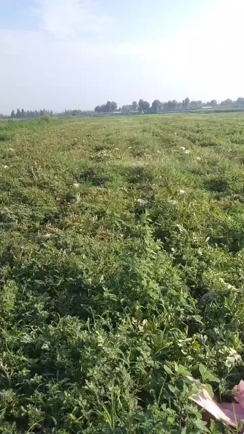 千亩甜王西瓜基地