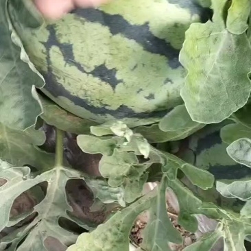 台农种植无籽美都，才上市，精品货可以供货四十天左右