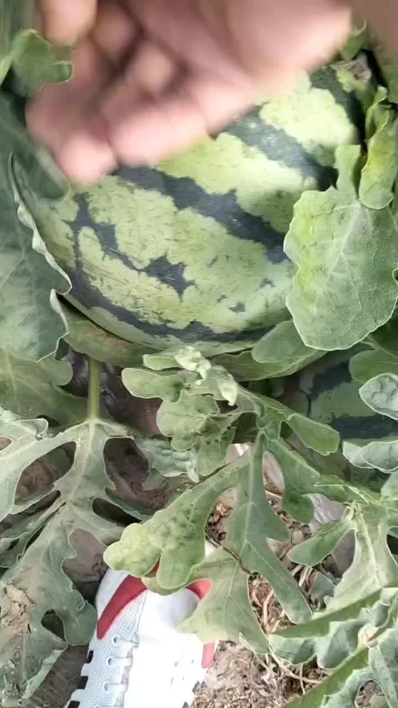 台农种植无籽美都，才上市，精品货可以供货四十天左右