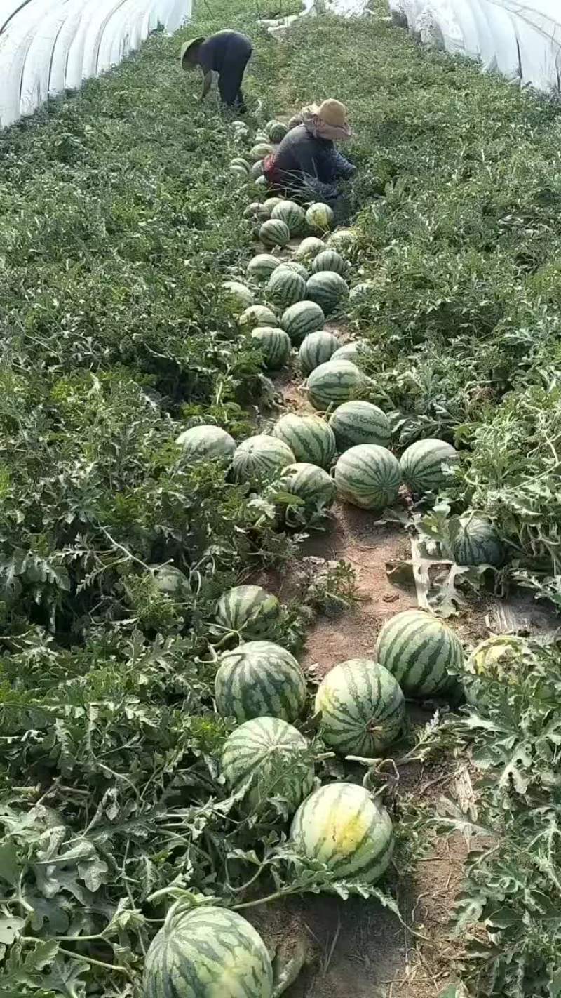 台农种植无籽美都，才上市，精品货可以供货四十天左右