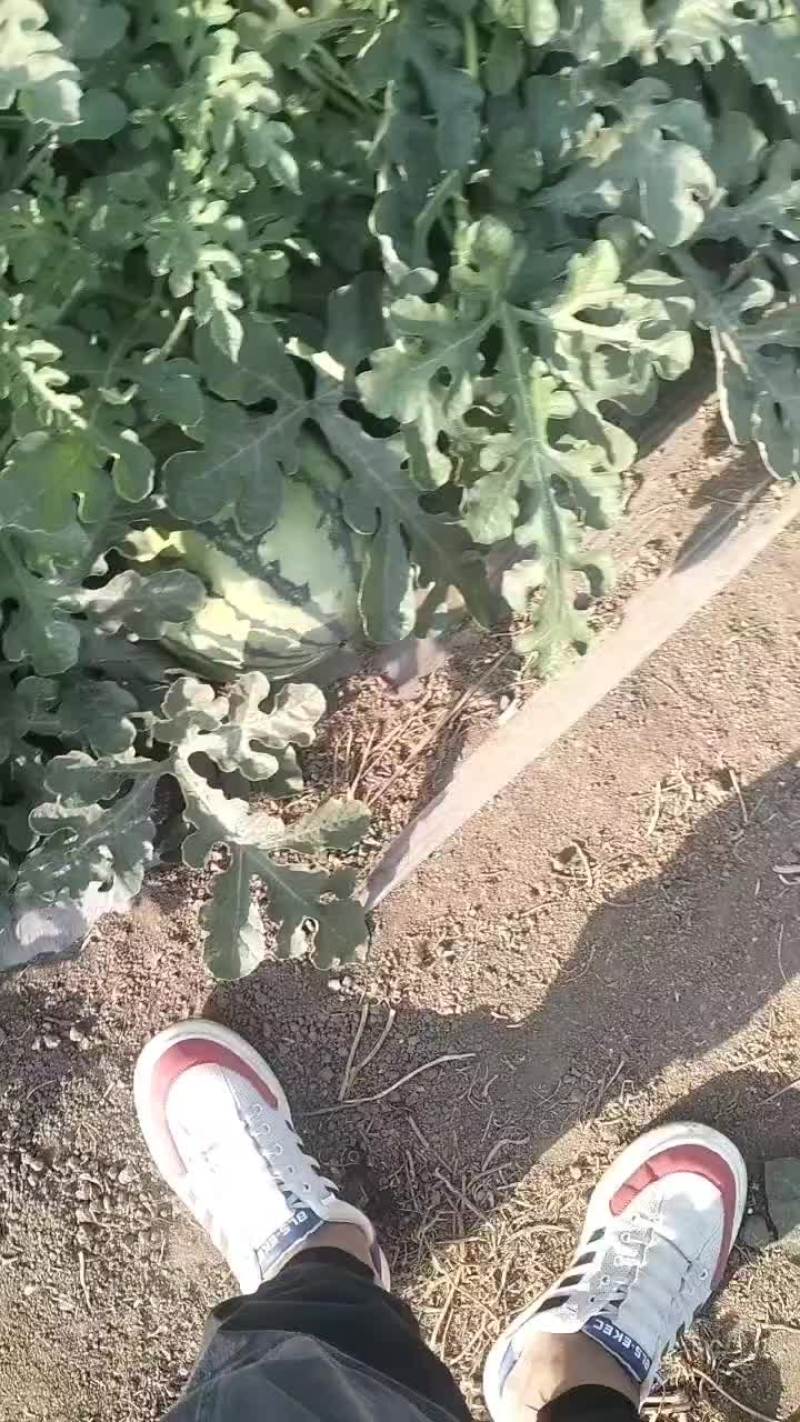 台农种植无籽美都，才上市，精品货可以供货四十天左右