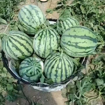 头茬无籽美都西瓜开园了，需要的老板洽谈，6-13斤，
