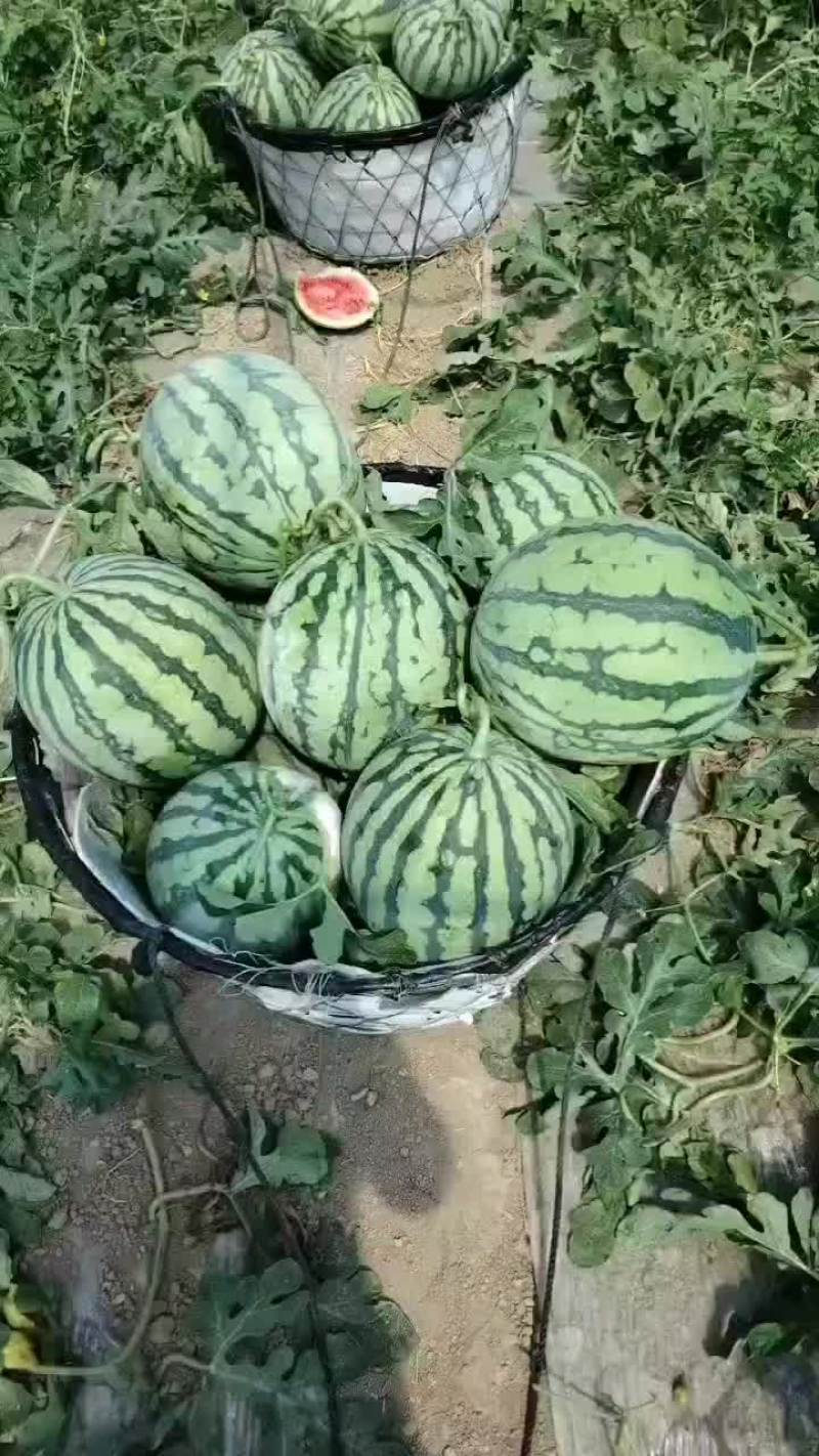 头茬无籽美都西瓜开园了，需要的老板洽谈，6-13斤，