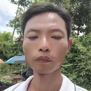 猕猴桃大量上市