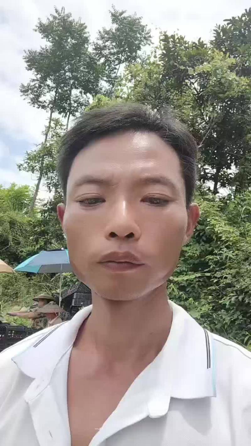 猕猴桃大量上市
