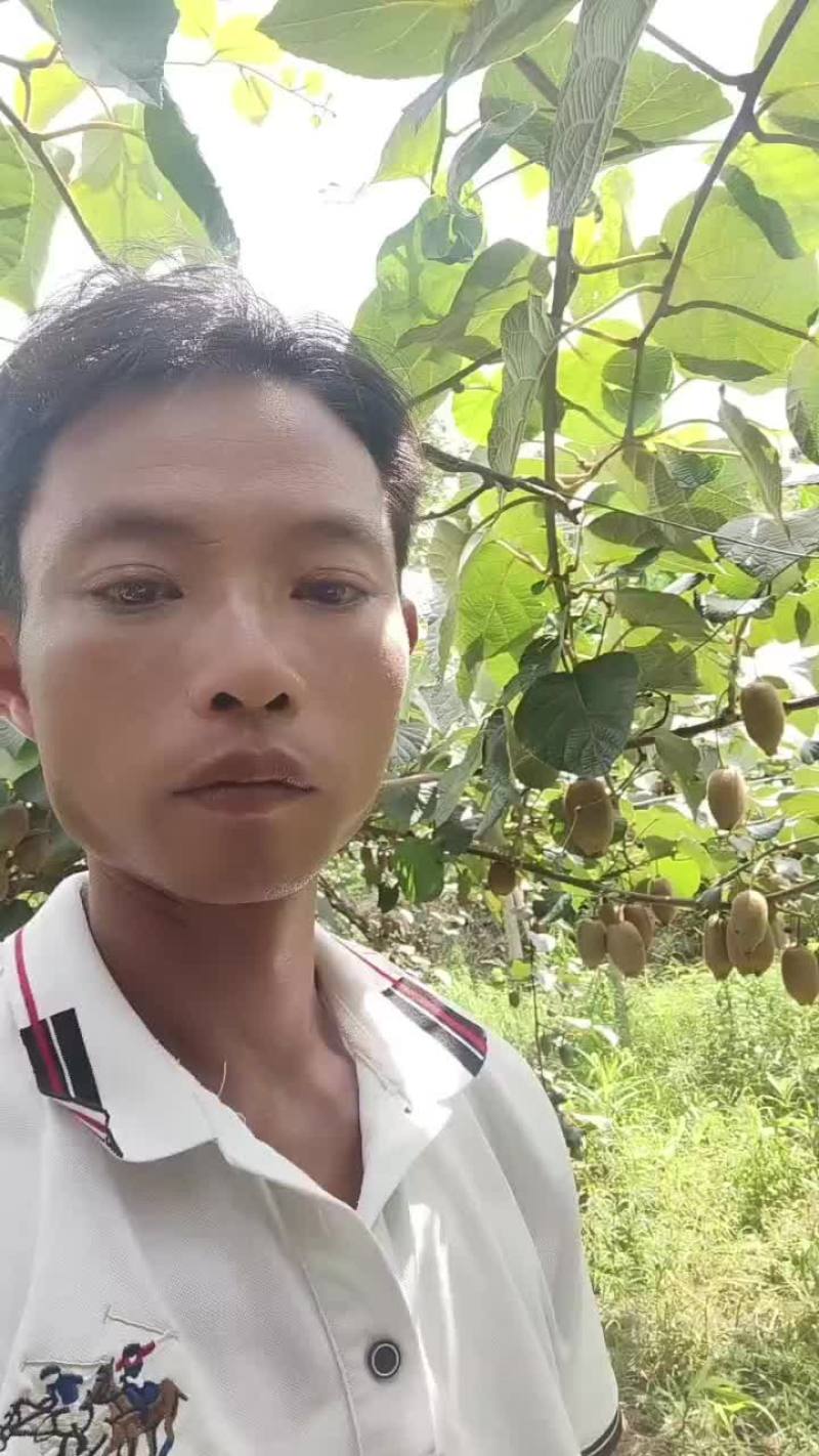 猕猴桃大量上市