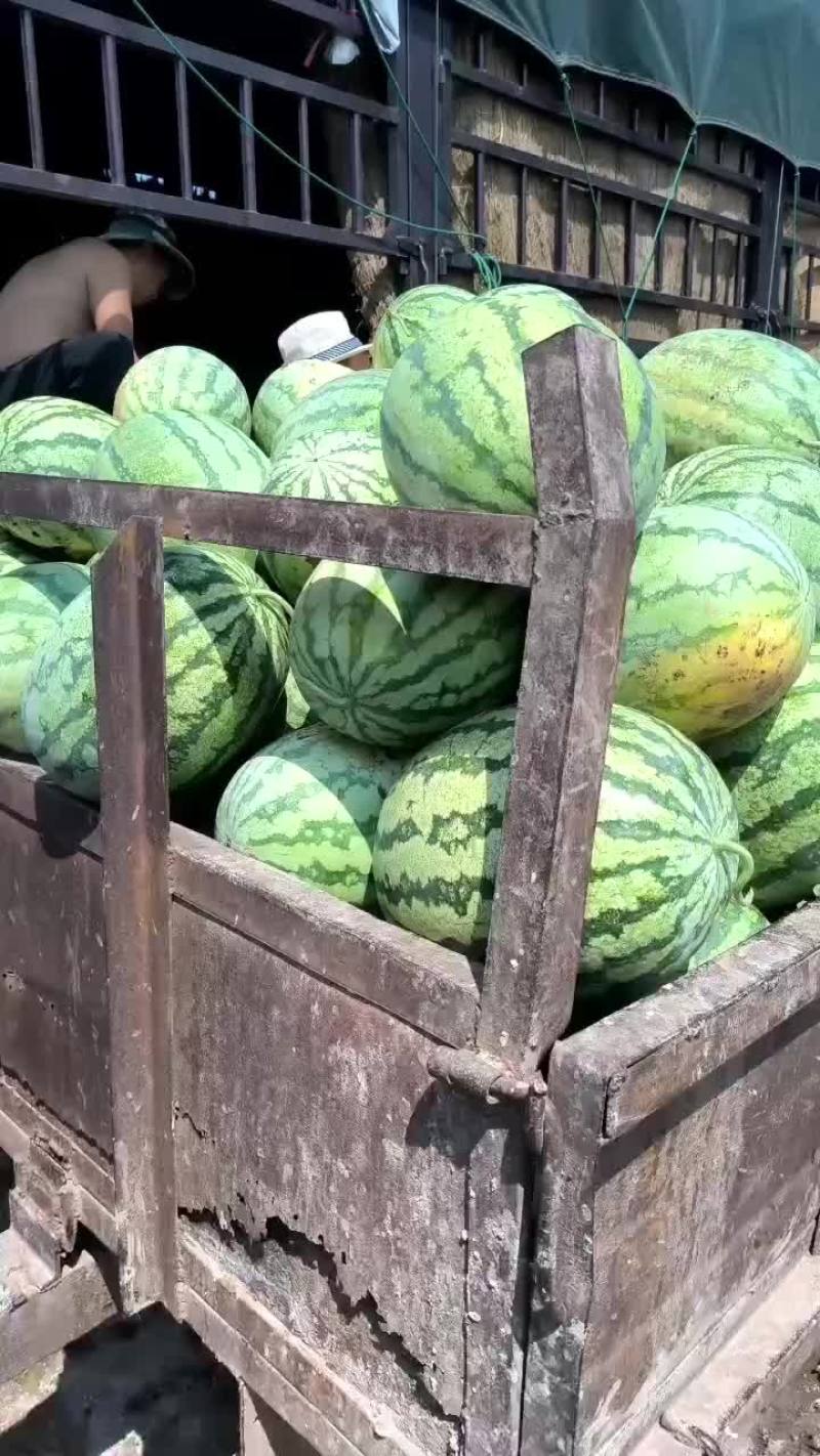 庆红999