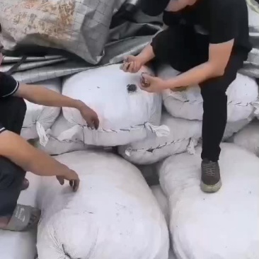 金毛狗脊