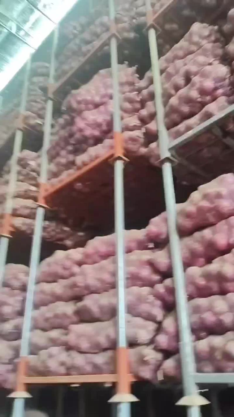 洋葱洋葱洋葱洋葱