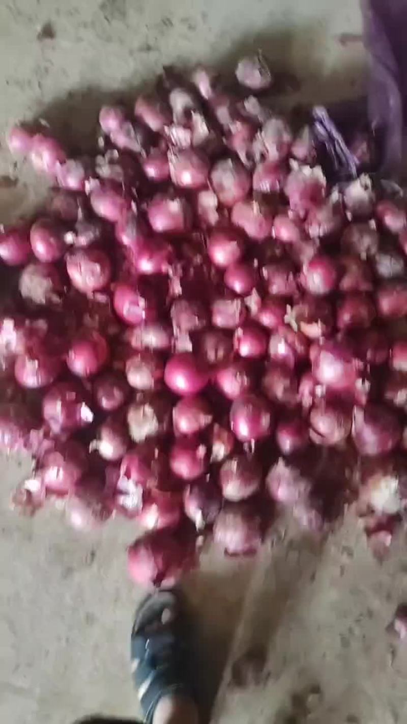 洋葱洋葱洋葱洋葱