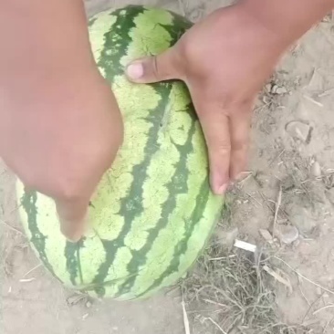 西瓜