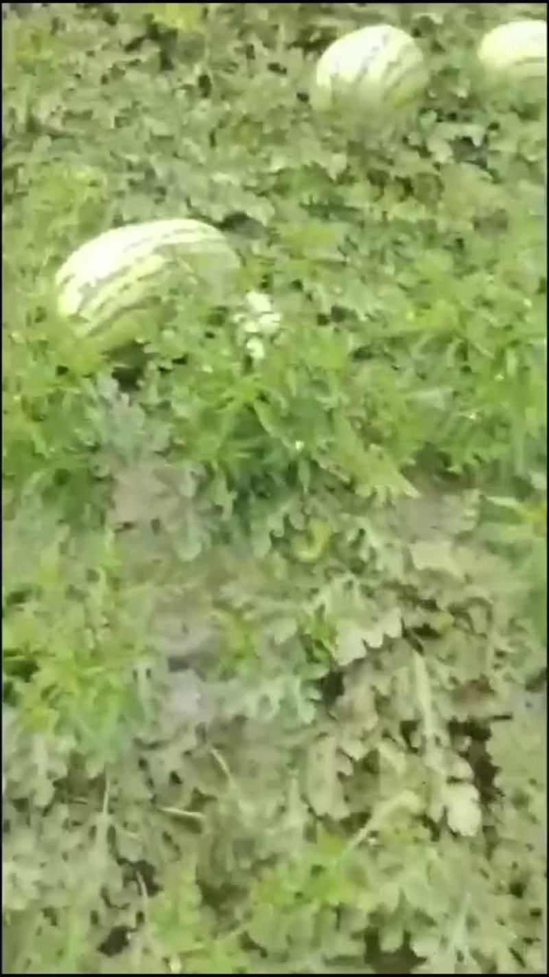 西瓜
