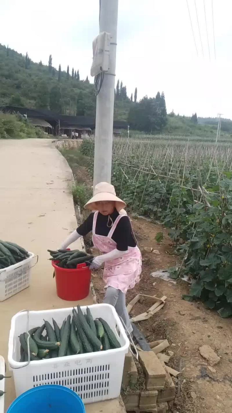 大片黄瓜热卖中，欢迎各位老板前来光临