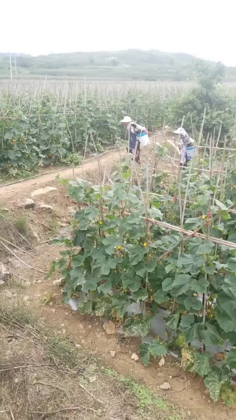大片黄瓜热卖中，欢迎各位老板前来光临